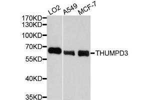 Western blot analysis of extracts of various cell lines, using THUMPD3 antibody. (THUMPD3 Antikörper  (AA 1-250))