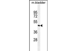 DC1A Antibody (N-term) 11185a western blot analysis in mouse bladder tissue lysates (35 μg/lane). (PPAPDC1A Antikörper  (N-Term))