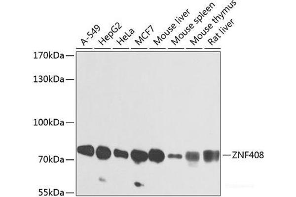 ZNF408 Antikörper