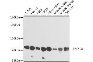 Western blot analysis of extracts of various cell lines using ZNF408 Polyclonal Antibody at dilution of 1:1000. (ZNF408 Antikörper)
