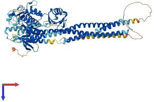 IKK alpha Protein (AA 1-745) (His tag)