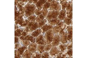 Immunohistochemical staining of human stomach with SCAP polyclonal antibody  shows strong cytoplasmic positivity in glandular cells at 1:10-1:20 dilution.