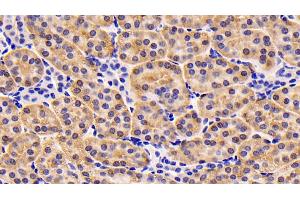 Immunohistochemistry (IHC) image for anti-Insulin-Like Growth Factor 1 (IGF1) (AA 49-118) antibody (ABIN7427897)