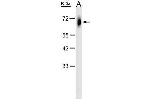 WB Image Sample(30 μg of whole cell lysate) A:HeLa S3, 10% SDS PAGE antibody diluted at 1:1000