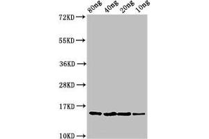 Western Blot Positive WB detected in Recombinant protein All lanes: yebF antibody at 2. (YebF (AA 22-118) Antikörper)