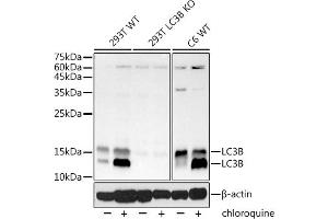 Western blot analysis of extracts from wild type (WT) and [KO Validated] LC3B Rabbit mAb knockout (KO) 293T cells, using [KO Validated] LC3B Rabbit mAb (ABIN7268519) at 1:1000 dilution.