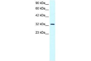 Western Blotting (WB) image for anti-Small Nuclear RNA Activating Complex, Polypeptide 2, 45kDa (SNAPC2) (Middle Region) antibody (ABIN2792676)