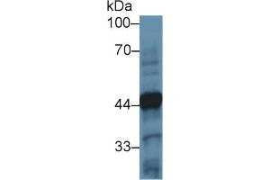 Western blot analysis of Mouse Cerebellum lysate, using Human TH Antibody (2 µg/ml) and HRP-conjugated Goat Anti-Rabbit antibody ( (Tyrosine Hydroxylase Antikörper  (AA 82-310))