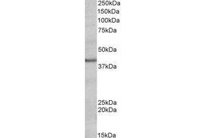 Western Blotting (WB) image for anti-POU Domain, Class 4, Transcription Factor 3 (POU4F3) (AA 256-267) antibody (ABIN793128) (POU4F3 Antikörper  (AA 256-267))