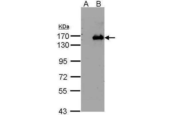 BRPF1 Antikörper  (N-Term)