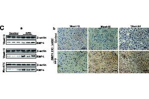 Western Blotting (WB) image for anti-Bone Morphogenetic Protein 4 (BMP4) antibody (ABIN2854883)