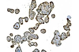 IHC analysis of Histone H1.