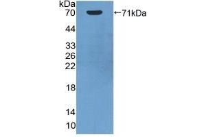Detection of Recombinant HSPA1A, Human using Polyclonal Antibody to Heat Shock 70 kDa Protein 1A (HSPA1A) (HSP70 1A Antikörper  (AA 1-641))