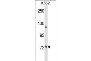 Western blot analysis in K562 cell line lysates (35ug/lane). (PRPF39 Antikörper  (C-Term))