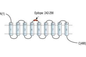 Representative domain view of the target of ABIN7885202.