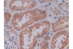 DAB staining on IHC-P; Samples: Human Kidney Tissue (C5A Antikörper  (AA 678-751))