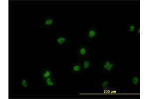 Immunofluorescence of monoclonal antibody to GATA2 on HeLa cell. (GATA2 Antikörper  (AA 1-102))