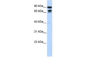 Western Blotting (WB) image for anti-Male-Specific Lethal 3 Homolog (MSL3) antibody (ABIN2458439) (MSL3 Antikörper)