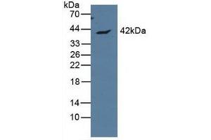 Western blot analysis of Human MCF7 Cells. (APOL1 Antikörper  (AA 1-238))