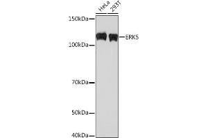 Western blot analysis of extracts of various cell lines, using ERK5 Rabbit mAb (ABIN1680723, ABIN3018327, ABIN3018328 and ABIN7101595) at 1:500 dilution. (MAPK7 Antikörper)