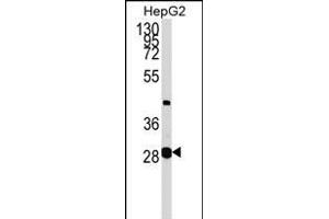 GLYCTK Antibody (N-term) (ABIN1538953 and ABIN2848770) western blot analysis in HepG2 cell line lysates (35 μg/lane). (GLYCTK Antikörper  (N-Term))