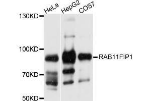 Western blot analysis of extracts of various cell lines, using RAB11FIP1 antibody. (RAB11FIP1 Antikörper)