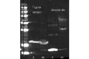 Rabbit anti Streptavidin (200-4195 lot 23495) and Biotin conjugated Rabbit anti-trypsin inhibitor antibody (200-4679 lot 6594) were used to detect target proteins Trypsin Inhibitor (left) and Streptavidin (right) under reducing (R) and non-reducing (NR) conditions. (Streptavidin Antikörper  (FITC))