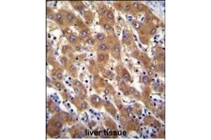 IRGM Antibody (C-term) (ABIN655080 and ABIN2844712) immunohistochemistry analysis in formalin fixed and paraffin embedded human liver tissue followed by peroxidase conjugation of the secondary antibody and DAB staining. (IRGM Antikörper  (C-Term))