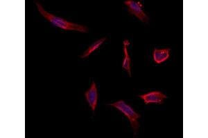 ABIN6263141 and ABIN6273054 staining Hela by IF/ICC. (MAT1A Antikörper  (N-Term))