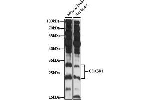 Western Blotting (WB) image for anti-Cyclin-Dependent Kinase 5, Regulatory Subunit 1 (p35) (CDK5R1) (AA 99-307) antibody (ABIN7266592)