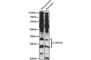 Western blot analysis of extracts of various cell lines, using CDK5R1 antibody (ABIN7266592) at 1:3000 dilution. (CDK5R1 Antikörper  (AA 99-307))