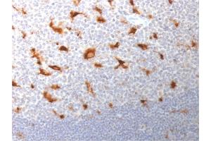 Formalin-fixed, paraffin-embedded human Tonsil stained with CD68 Mouse Monoclonal Antibody (LAMP4/1830). (CD68 Antikörper  (AA 150-301))