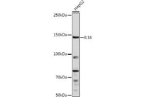 Western blot analysis of extracts of HepG2 cells, using IL16 Rabbit pAb (ABIN3022506, ABIN3022507, ABIN3022508 and ABIN6218865) at 1:1000 dilution. (IL16 Antikörper  (AA 1-305))