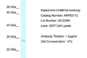 Western Blotting (WB) image for anti-Charged Multivesicular Body Protein 2A (CHMP2A) (C-Term) antibody (ABIN970394) (CHMP2A Antikörper  (C-Term))