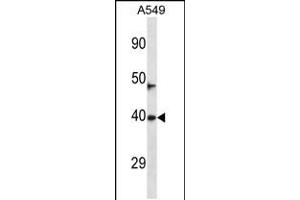 Western blot analysis in A549 cell line lysates (35ug/lane). (NEURL3 Antikörper  (C-Term))