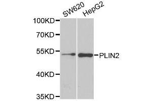 ADRP antibody  (AA 168-437)