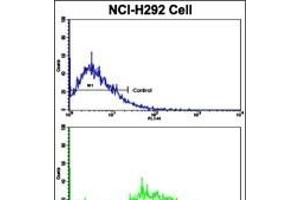 Flow cytometric analysis of NCI- cells using Cyclin E1 Antibody (C-term)(bottom histogram) compared to a negative control cell (top histogram). (Cyclin E1 Antikörper  (C-Term))