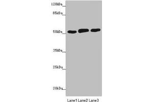 Western blot All lanes: CRBN antibody at 4. (CRBN Antikörper  (AA 1-280))