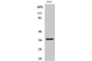 Western Blotting (WB) image for anti-Olfactory Receptor, Family 10, Subfamily S, Member 1 (OR10S1) (Internal Region) antibody (ABIN3176474) (OR10S1 Antikörper  (Internal Region))