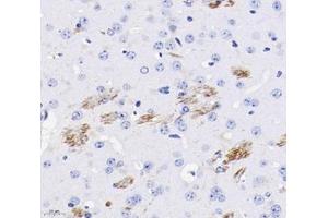 Immunohistochemistry analysis of paraffin-embedded mouse brain using,CHL1 (ABIN7073418) at dilution of 1: 400 (CHL1 Antikörper)