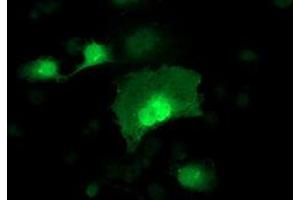 Anti-ADH1B mouse monoclonal antibody (ABIN2454479) immunofluorescent staining of COS7 cells transiently transfected by pCMV6-ENTRY ADH1B (RC205391). (ADH1B Antikörper)