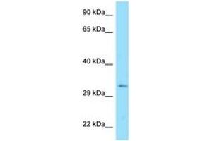 Image no. 1 for anti-DnaJ (Hsp40) Homolog, Subfamily C , Member 25 (DNAJC25) (AA 173-222) antibody (ABIN6748264) (DNAJC25 Antikörper  (AA 173-222))