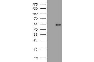 Image no. 1 for anti-PHD Finger Protein 7 (PHF7) (AA 155-381) antibody (ABIN1490979) (PHF7 Antikörper  (AA 155-381))