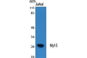 Western Blot (WB) analysis of specific cells using Myf-5 Polyclonal Antibody. (MYF5 Antikörper  (Internal Region))