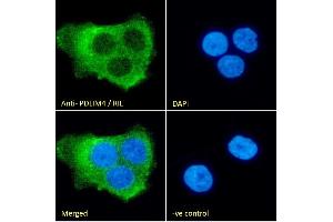 Immunofluorescence (IF) image for anti-PDZ and LIM Domain 4 (PDLIM4) (C-Term) antibody (ABIN185168)