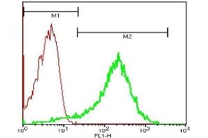 Mouse blood cells probed with Rabbit Anti-CD62p Polyclonal Antibody, FITC Conjugated . (P-Selectin Antikörper  (AA 701-768))