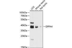 Western blot analysis of extracts of various cell lines, using DPP antibody (ABIN6127776, ABIN6139802, ABIN6139804 and ABIN6217823) at 1:3000 dilution. (DPPA4 Antikörper  (AA 15-304))