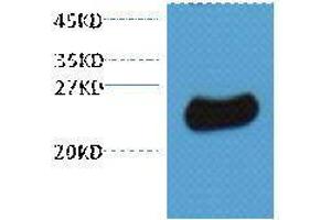 Western Blotting (WB) image for anti-Glutathione S Transferase (GST) antibody (ABIN3181261) (GST Antikörper)