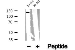 Western blot analysis of extracts of K-562 cells, using PER2 antibody. (PER2 Antikörper  (Internal Region))