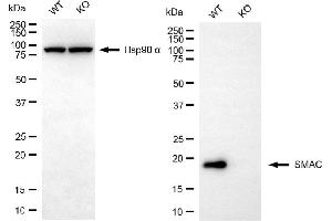 Western blotting analysis using SMAC antibody (ABIN7800283). (Rekombinanter DIABLO Antikörper)